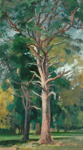 Scotch Fir